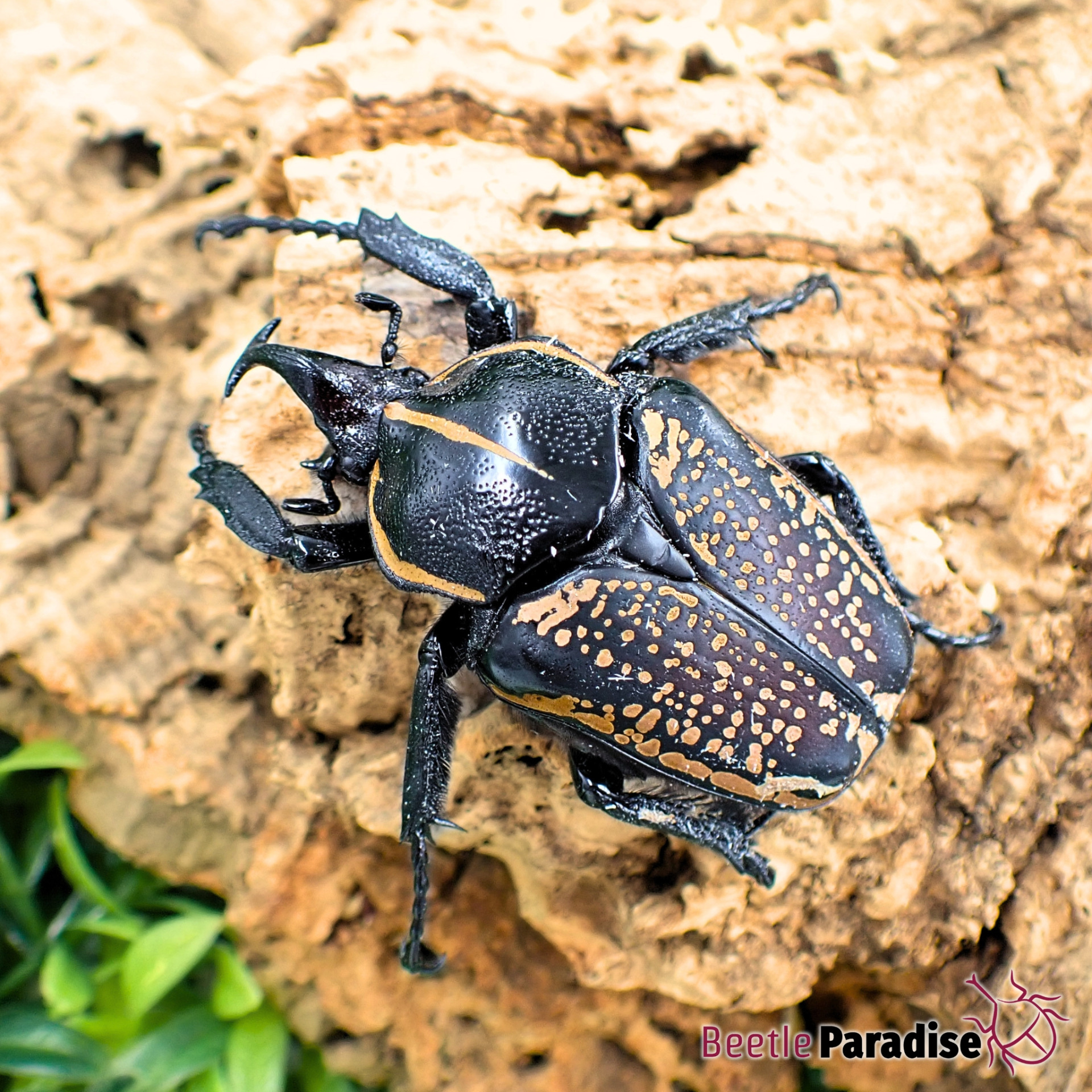 Arthropods :: Beetleparadise